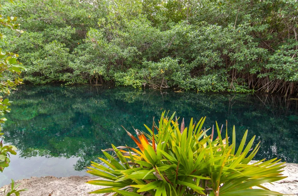 Bosque Sirenis 204 — image 2 of 30